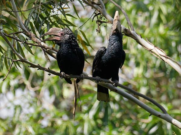 <h3><a href="/trips/tanzania/biota/animalia/chordata/aves/038 bucerotiformes/003 bucerotidae/bycanistes brevis/bycanistes brevis-nl.html">Bycanistes&nbsp;brevis</a> / Silvery‑cheeked&nbsp;hornbill / Zilveroorneushoornvogel</h3>OM-1 Mark II met OLYMPUS M.300mm F4.0, 1/2000 sec  bij F4.0, ISO 800